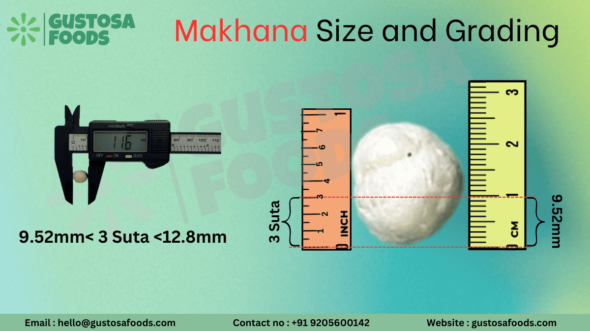 3 suta makhana size showing small fox nuts graded under the sutta measurement system